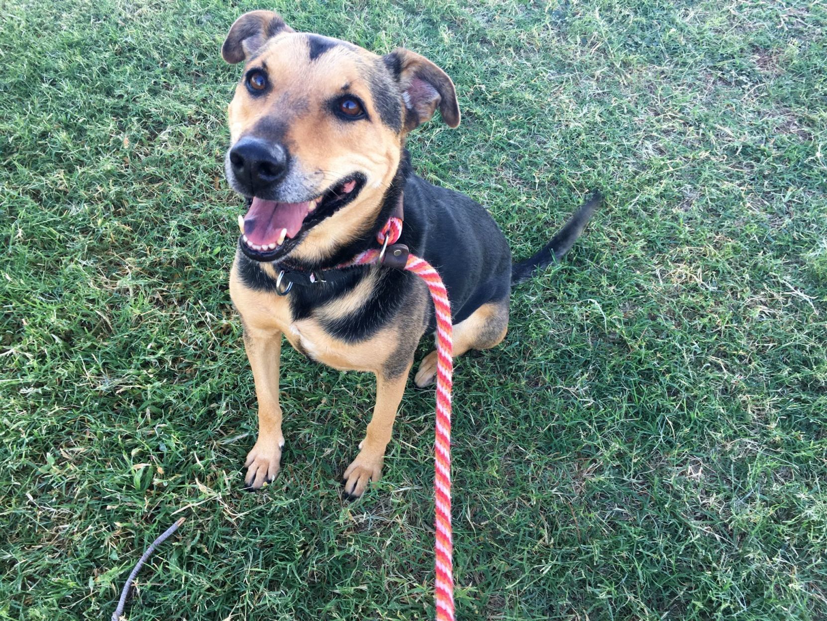Adopt a friend: Marcie